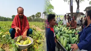 ফরিদপুরে প্রায় ১৫ কোটি টাকার লালমি উৎপাদন